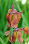 Copper iris